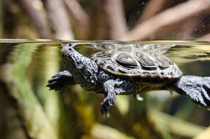 If you had a reptilian pet, what reptilian would that be?