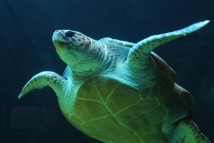 If you had a reptilian pet, what reptilian would that be?
