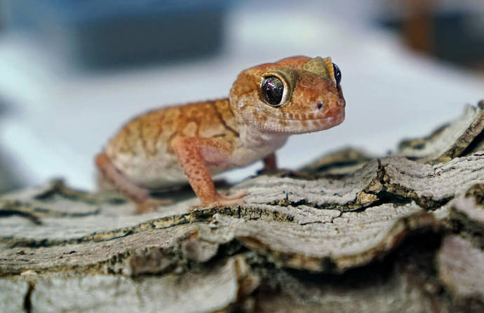 If you had a reptilian pet, what reptilian would that be?