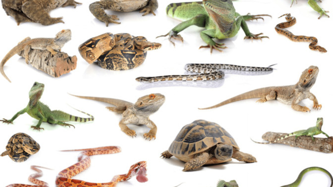 If you had a reptilian pet, what reptilian would that be?