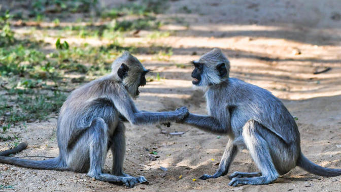 Are we now entering the Planet of the Apes?