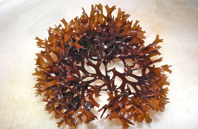 have you ever tried edible Seaweed/Algae, and whats your favorite kind?
