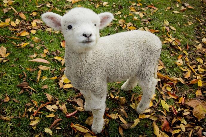 Is everything that lights up with electricity a lamb?