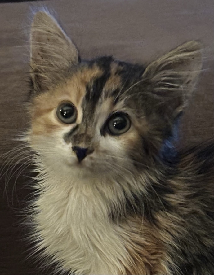Look at this hairy pussy