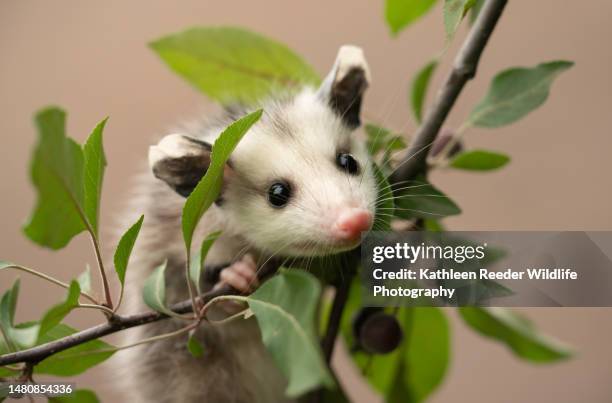 Do you consider opossums to be more cute or scary/disgusting, and why?