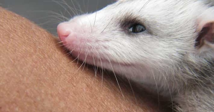 Do you consider opossums to be more cute or scary/disgusting, and why?