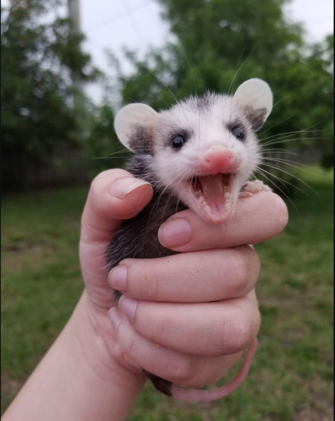 Do you consider opossums to be more cute or scary/disgusting, and why?