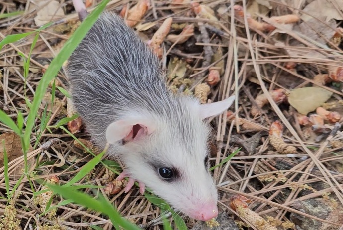 Do you consider opossums to be more cute or scary/disgusting, and why?