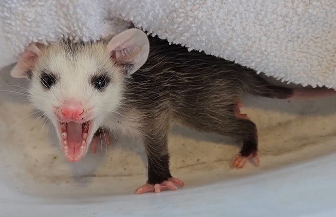 Do you consider opossums to be more cute or scary/disgusting, and why?
