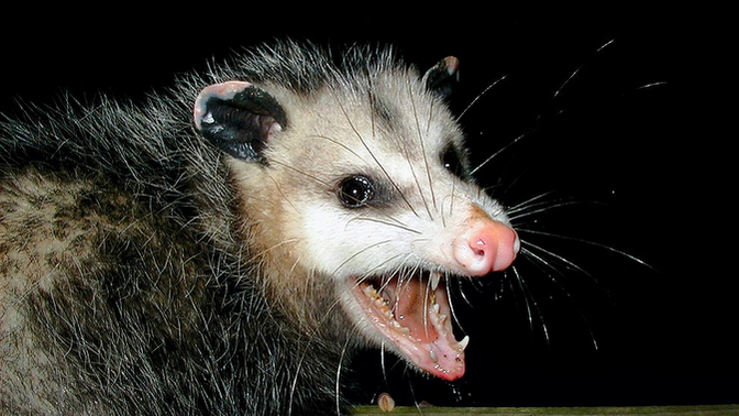 Do you consider opossums to be more cute or scary/disgusting, and why?