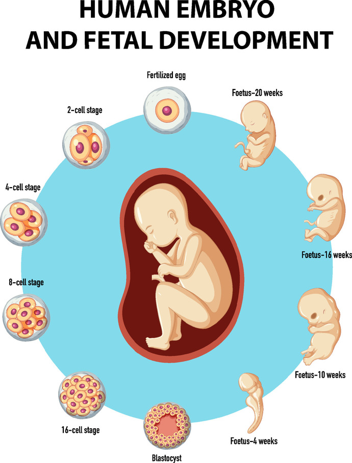 Does a sperms entry point substantially alter the developing fetus?