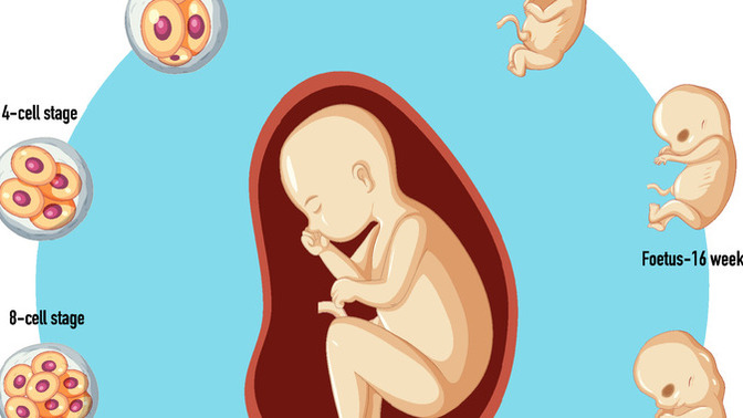Does a sperms entry point substantially alter the developing fetus?