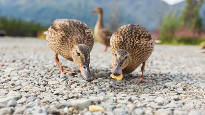 Should humans eat more like ducks?