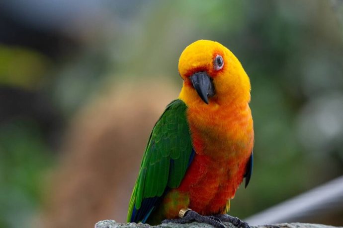 How do you deal with a gay parrot?