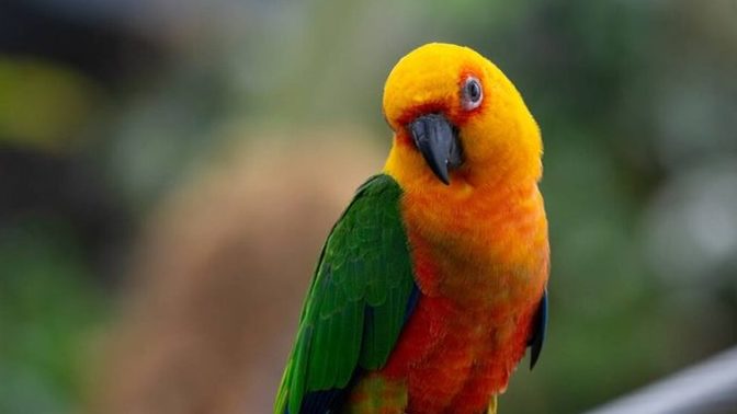 How do you deal with a gay parrot?