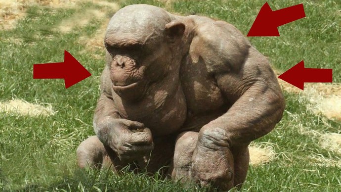 What are you thoughts on this hairless Chimp’s muscles?