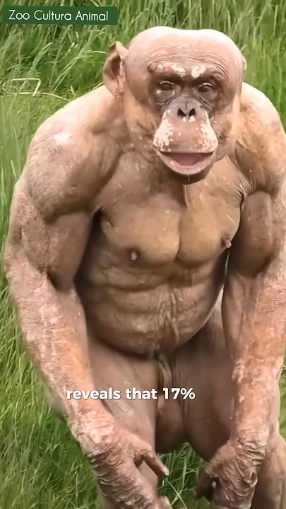 What are you thoughts on this hairless Chimp’s muscles?