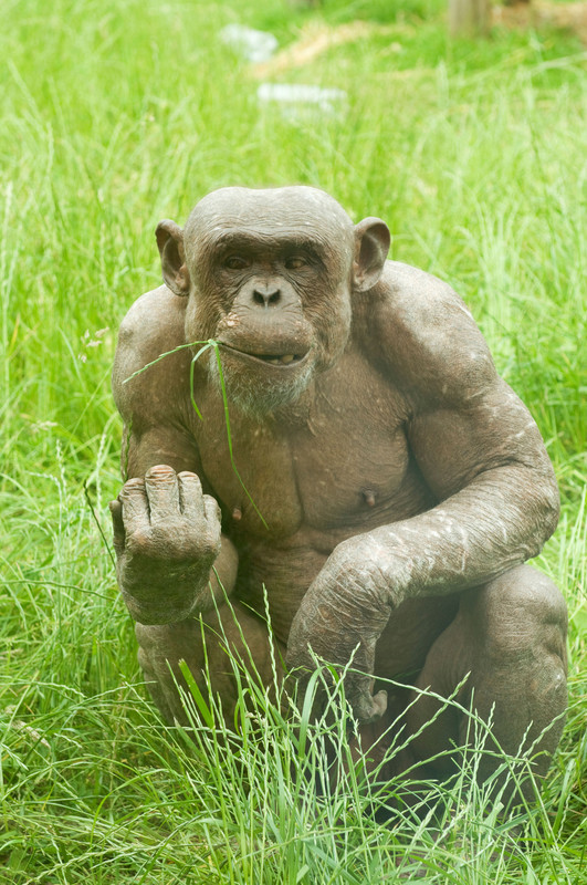 What are you thoughts on this hairless Chimp’s muscles?