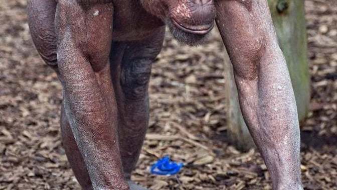 What are you thoughts on this hairless Chimp’s muscles?