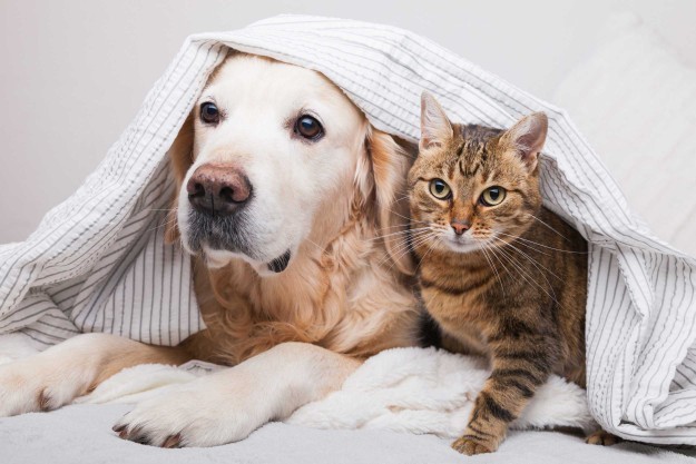 Are you are pet person or animal lover?