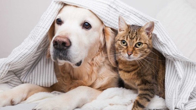 Are you are pet person or animal lover?