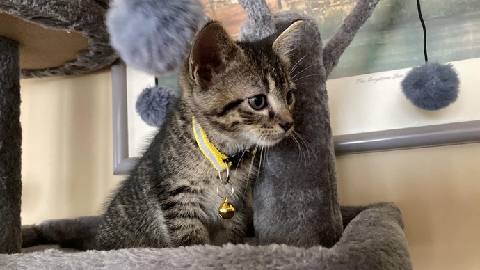 Cartoon or Disney names for a female kitten?
