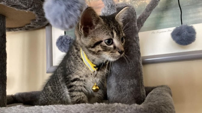 Cartoon or Disney names for a female kitten?