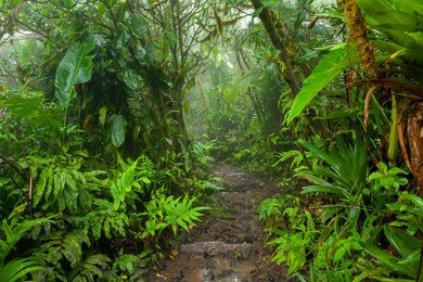 Rainforest