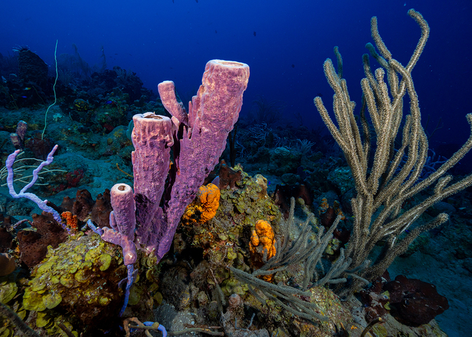 The islands famous reefs
