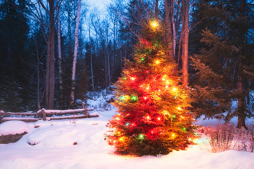 What kind of tree you usually decorate for Winter holidays?