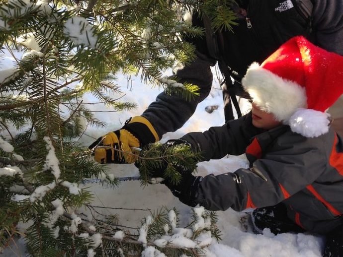 What kind of tree you usually decorate for Winter holidays?