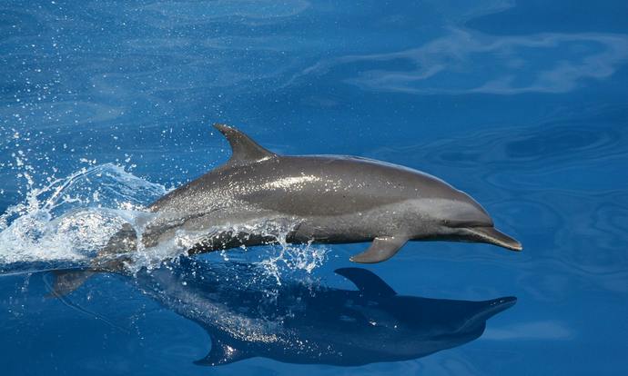 Dont you agree that the concept of dolphin safe tuna is kind of racist against tuna?