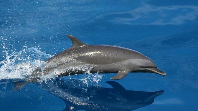 Don't you agree that the concept of "dolphin safe tuna" is kind of racist against tuna?