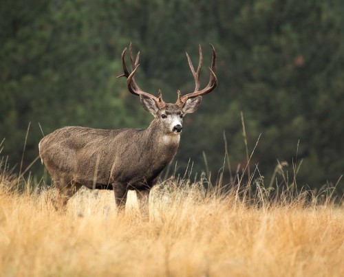 Do you like going out hunting around this time of the year?