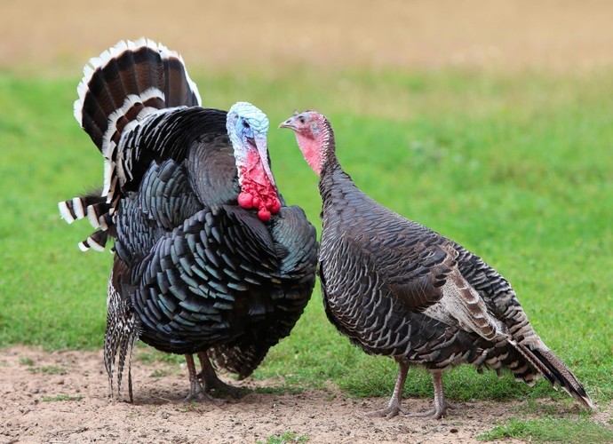 Do you like going out hunting around this time of the year?