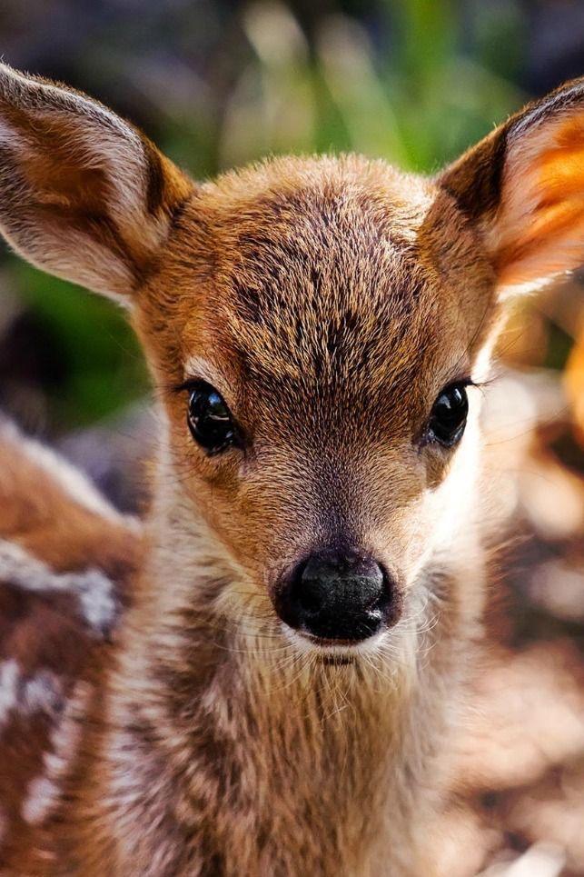 Do you like going out hunting around this time of the year?