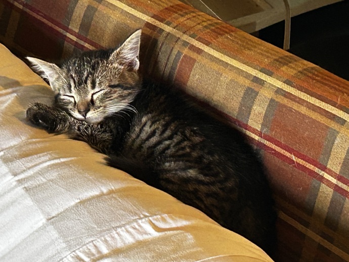 How do you like my new kitty, Coraline?