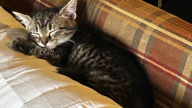 How do you like my new kitty, Coraline?