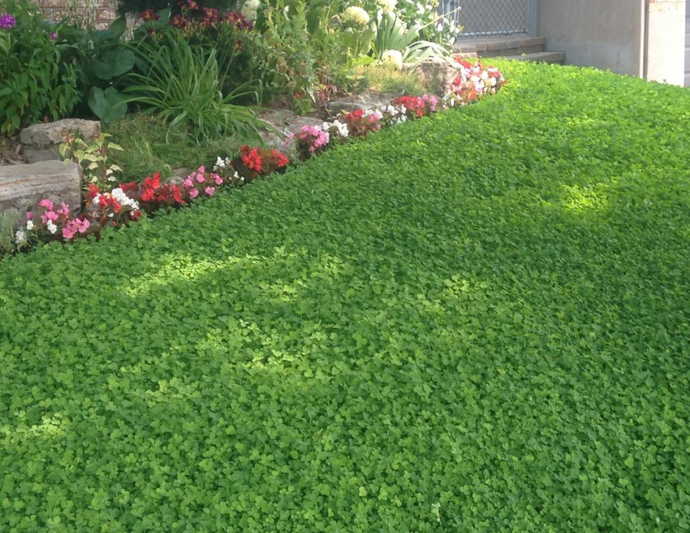 If you could replace all the grass in the world with something else, what would it be and why?