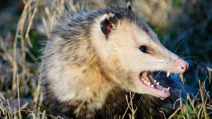 Guys, Prince made doves cry. Big deal. Have you ever made an opossum cry?