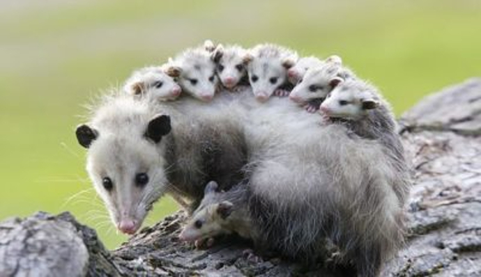 Guys, Prince made doves cry. Big deal. Have you ever made an opossum cry?