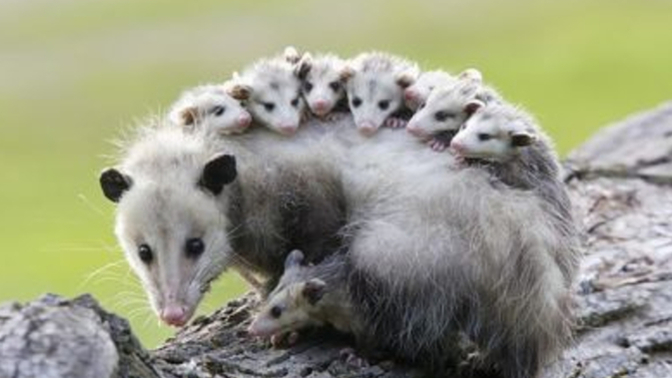 Guys, Prince made doves cry. Big deal. Have you ever made an opossum cry?