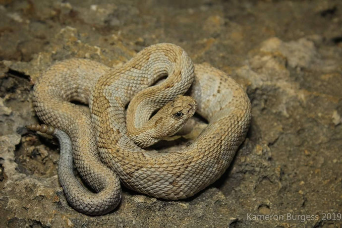 Aruban Rattlesnake