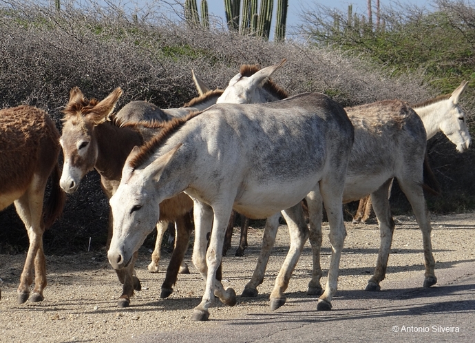 Wild Donkeys