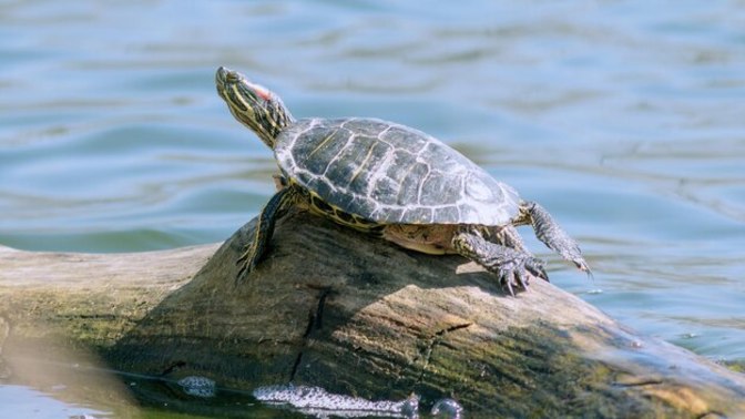 If a turtle doesn’t have a shell, is it homeless or naked🐢🐢🐢?