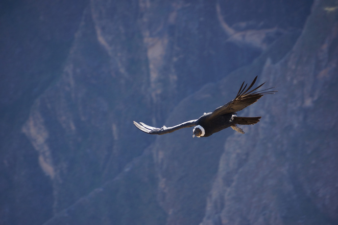 Andean Condor