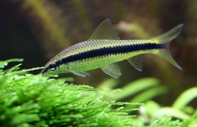 Do you eat algea and how?