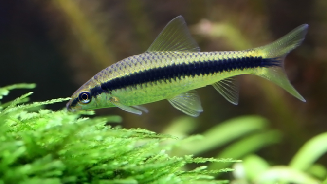 Do you eat algea and how?