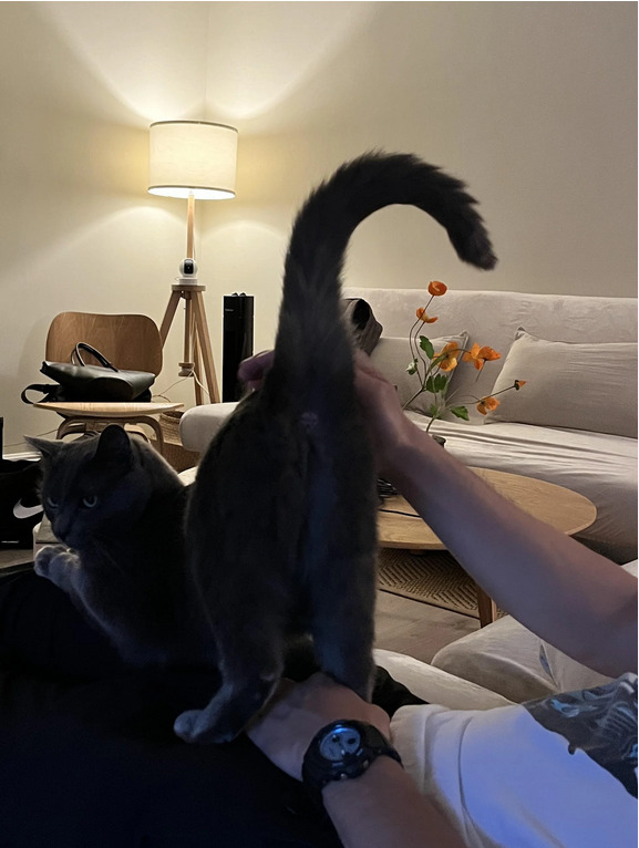 Cat owners do you feel flattered when your cat puts their butt in your face?