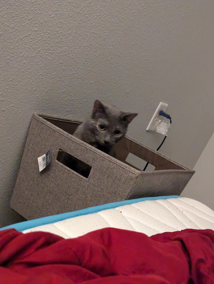 Cat owners do you feel flattered when your cat puts their butt in your face?